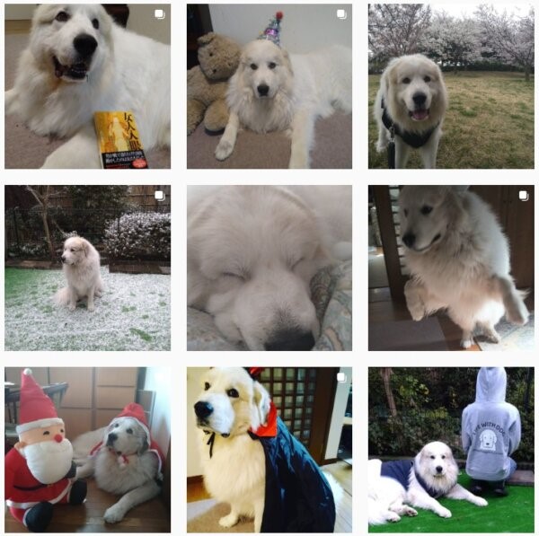 第167回直木賞候補にノミネートされた作家の永井紗耶子の飼い犬