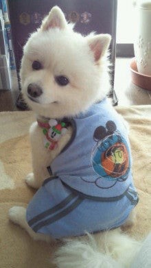 永岡歩アナの妹はグラドルの永岡真実！実家の両親や兄弟もまとめた！