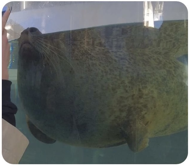 画像　アザラシ