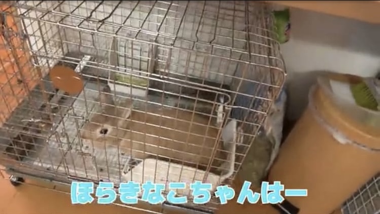 画像　ウサギきなこちゃん