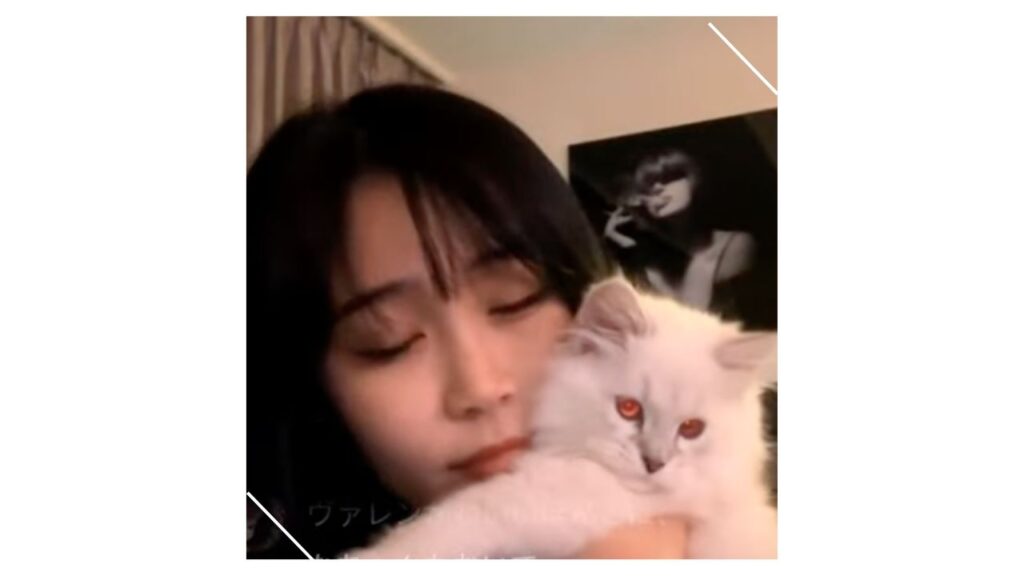 鷲尾怜奈さんの猫3