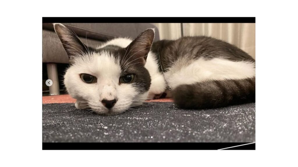 白石聖さん猫