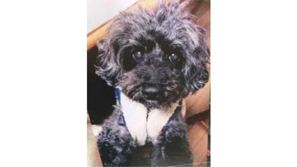 ジェシーさんの犬