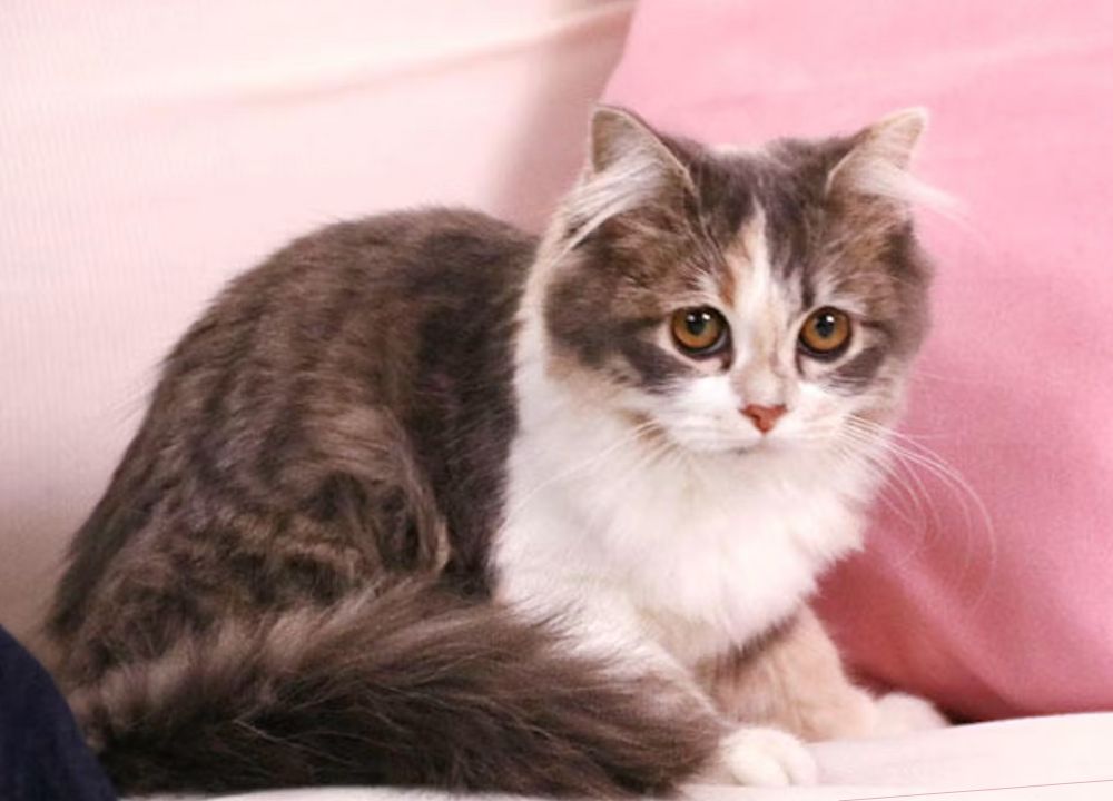 筧美和子さんの愛猫