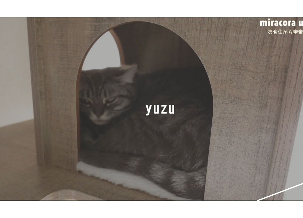 筧美和子さんの愛猫2