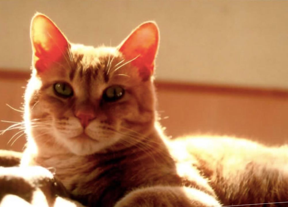 室井滋さんの猫